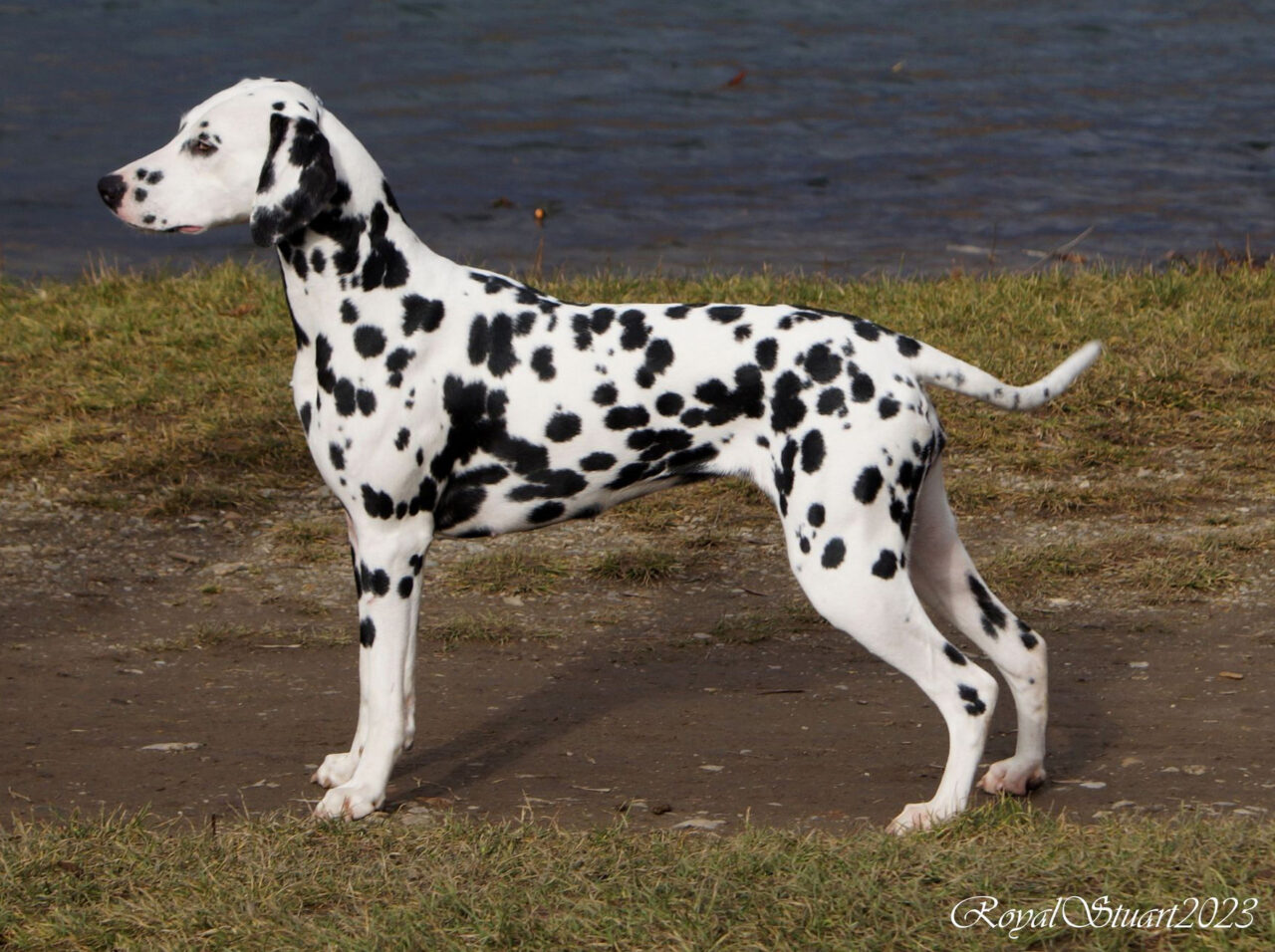 WORLDWIDE | LACRIMA CHRISTI dalmatians